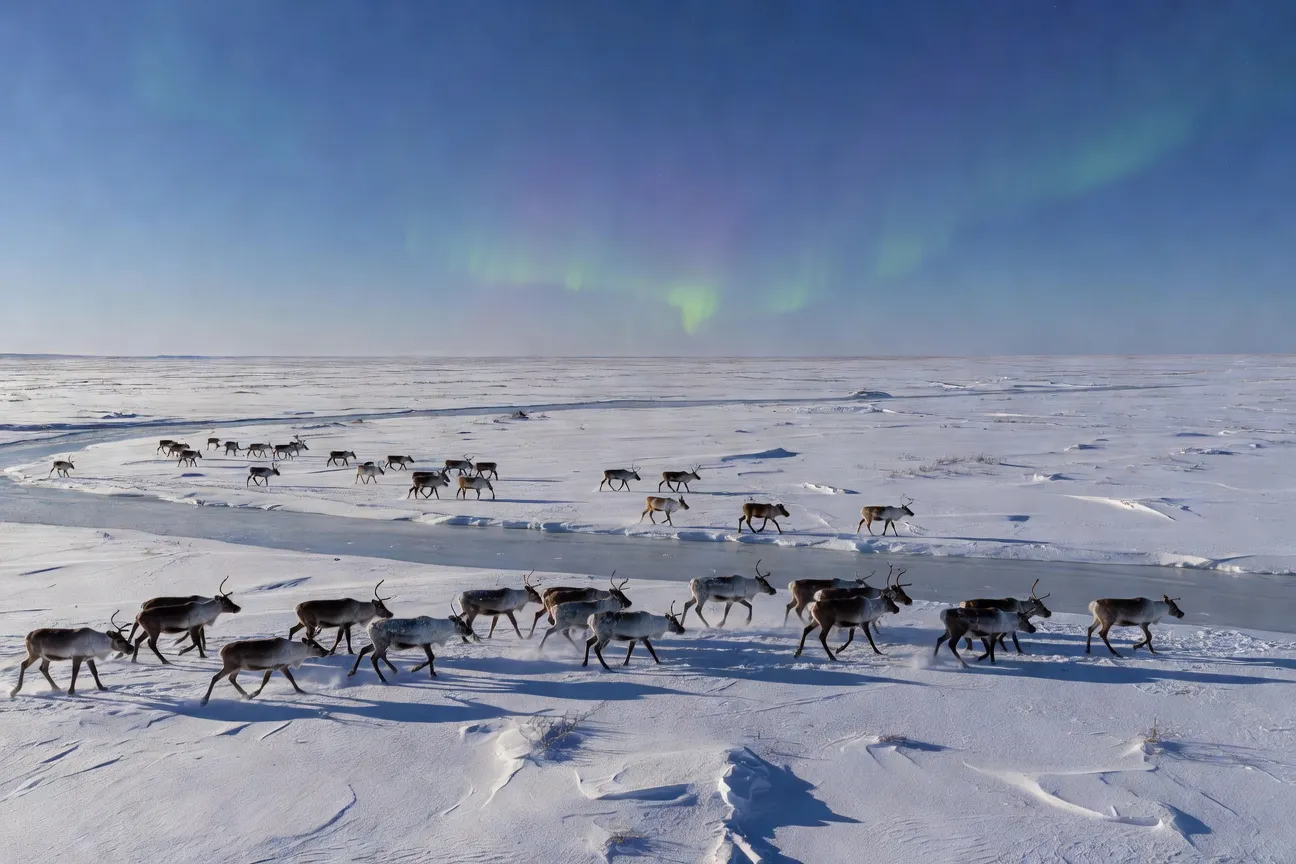 Troupeau de rennes traversant une rivière gelée sur la toundra arctique du Yamal, ciel arctique bleu