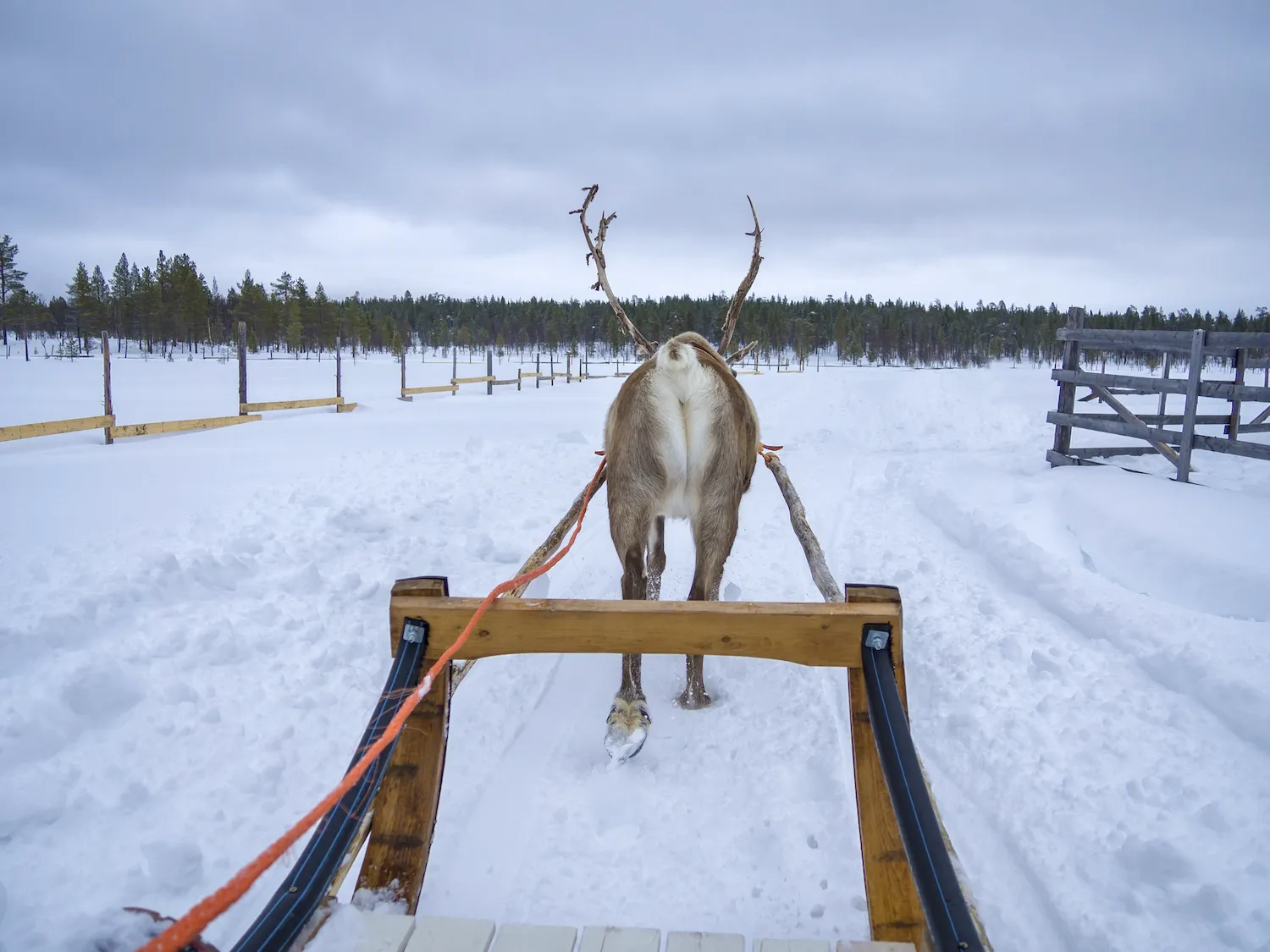 Traineau a rennes dans le nord de la Russie